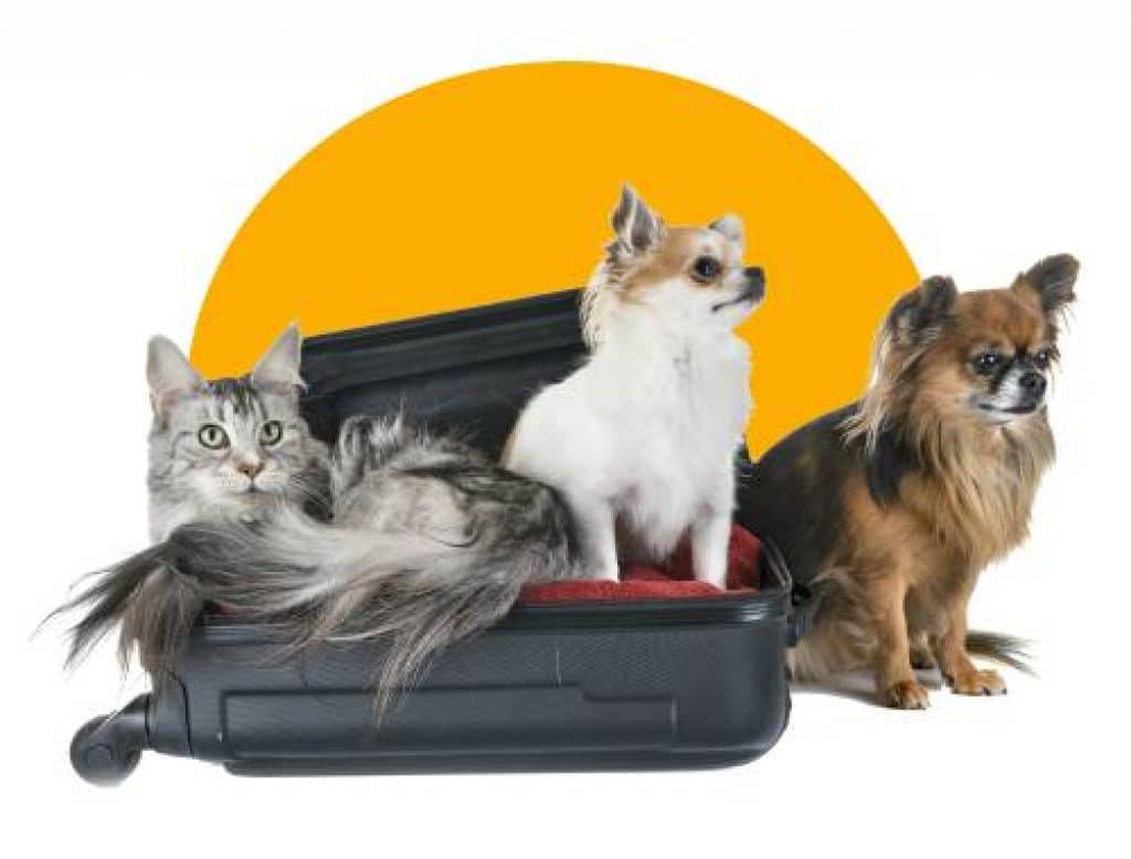 Tierschutz Hund & Katze