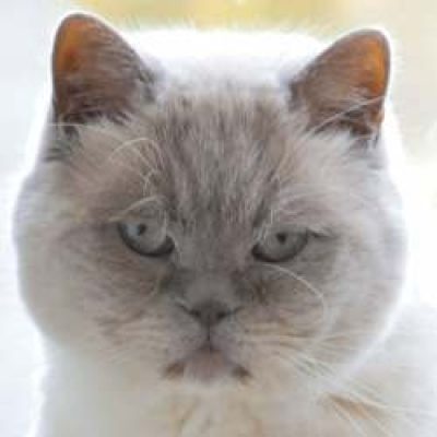 Tierschutzorganisationen wählen